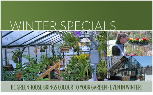 WINTER SPECIALS: BC Greenhouse Brings Colour To Your Garden - Even In Winter!